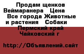 Продам щенков Веймаранера › Цена ­ 30 - Все города Животные и растения » Собаки   . Пермский край,Чайковский г.